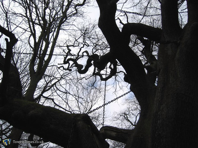 Để ngăn chặn những thảm kịch tiếp theo, ngay sớm hôm sau, Bá tước ra lệnh cho gia nhân quấn chặt cành lá cây sồi bằng những sợi xích lớn, ngăn chúng tiếp tục rơi rụng. Đến nay, câu chuyện này vẫn chỉ là huyền thoại được truyền miệng để lý giải cho việc cây sồi già bị xiềng xích hàng trăm năm nay. Ảnh: Towerstimes.