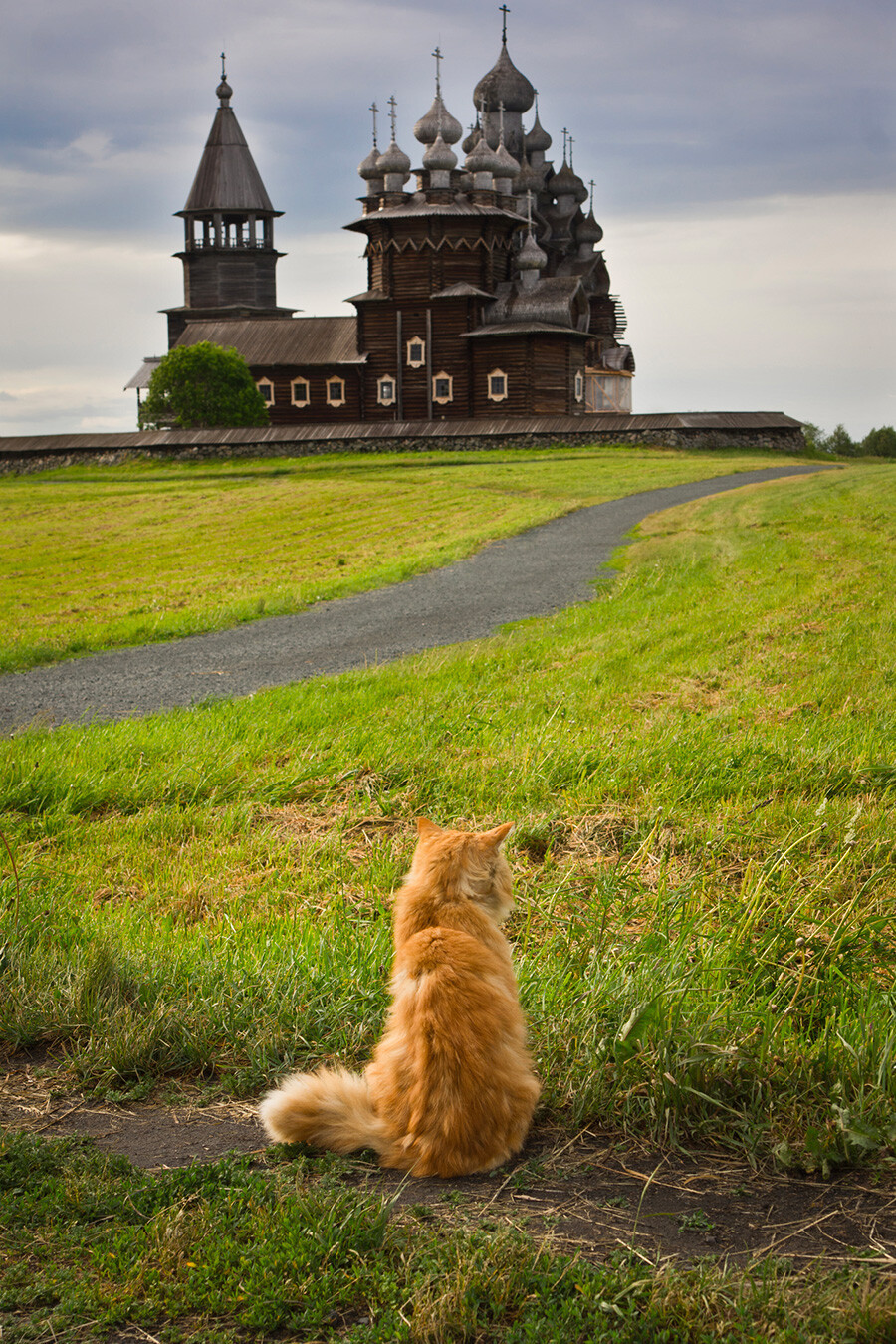Một con mèo ngồi ngắm nhà thờ gỗ Đảo Kizhi.Ảnh: Legion.