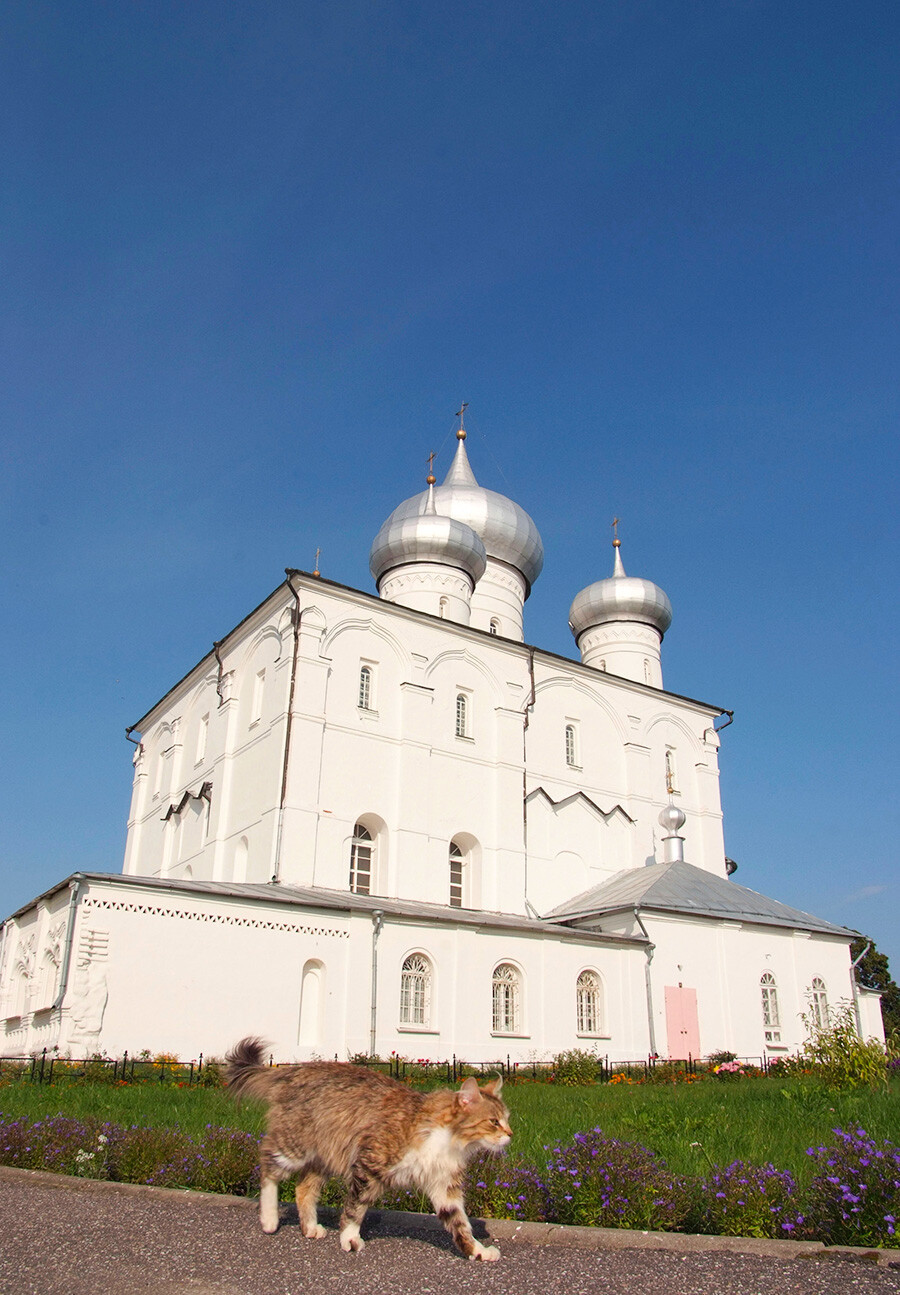 Con mèo đi dạo ở Tu viện Trinity Boldin thuộc vùng Smolensk. Ảnh: Ilya Pitalev/Sputnik.