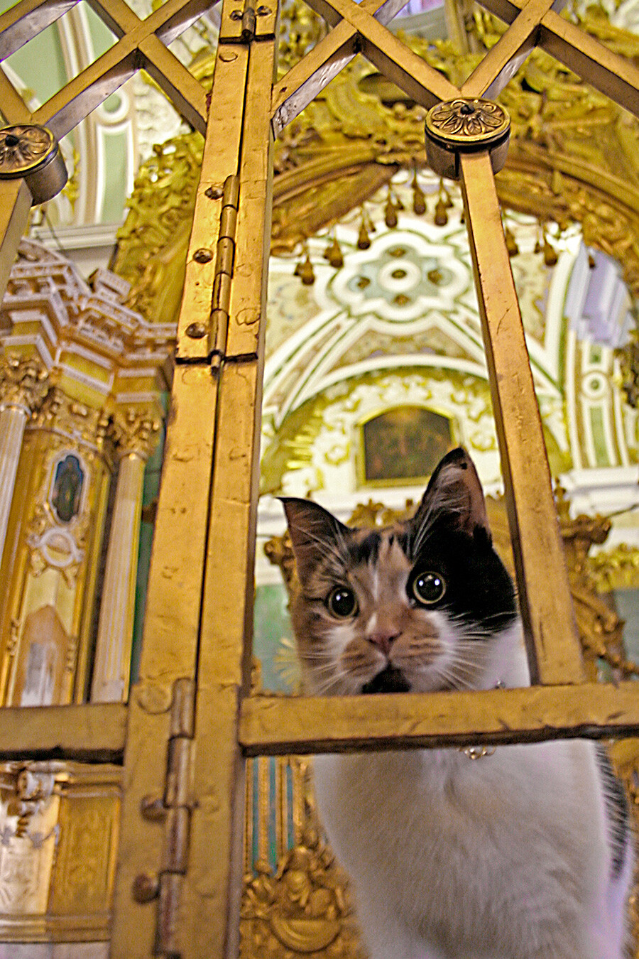 Chú mèo ở cửa nhà thờ lớn ở St. Petersburg. Ảnh: Getty.