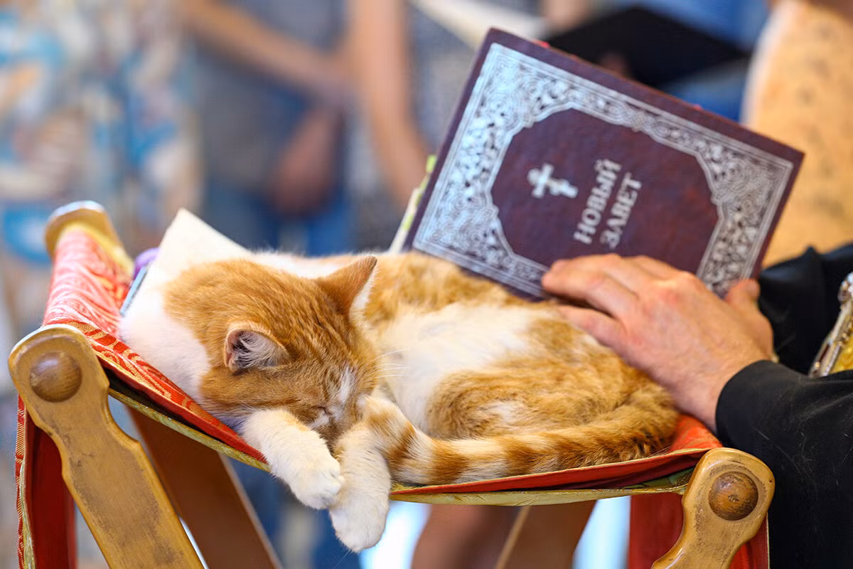 Một chú mèo trong buổi cầu nguyện để cứu rỗi các tạo vật của Chúa nhân Ngày quốc tế Động vật vô gia cư tại Nhà thờ Tiên tri Elijah ở làng Lemeshovo, ngoại ô Moscow. Ảnh: Mikhail Tereshchenko/TASS.
