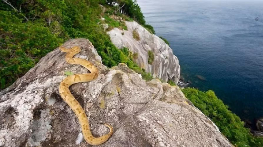 Đảo Rắn ở Brazil là nơi "cư ngụ" của hàng trăm nghìn con rắn độc. Nọc độc của chúng có thể khiến con người tử vong ngay lập tức nếu bị cắn. Brazil đã cấm người dân đến đảo Rắn, và chỉ có một số nhà sinh vật học, nghiên cứu mới được phép đặt chân lên vùng đất đáng sợ này.