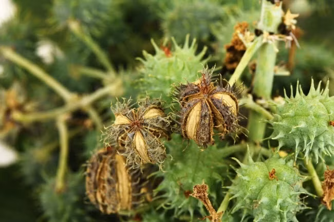 Dot nhap khu vuon chet choc nguy hiem nhat the gioi-Hinh-9