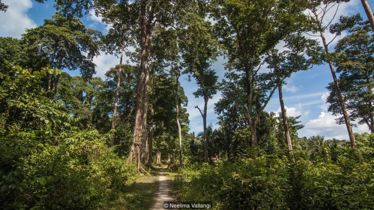 Sau hàng chục năm bị bỏ hoang, hòn đảo giờ đây đã bị thiên nhiên chiếm đóng hoàn toàn.