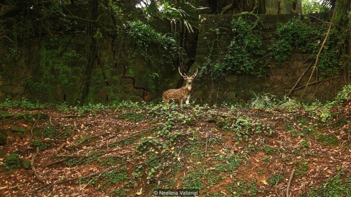 Đảo Ross ước tính chỉ rộng 0,3 km2, được chọn làm nơi đầu tiên giam giữ những kẻ nổi loạn vì có nguồn nước. Nhiệm vụ chết người của những kẻ bị phạt là phát quang cánh rừng rậm rạp trong khi các quân lính Anh lưu lại trên tàu.