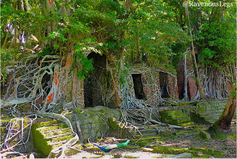 Ross từng là nơi giam giữ tù nhân và sau đó trở thành một khu định cư sầm uất trước khi biến thành một hòn đảo "ma" kỳ bí.