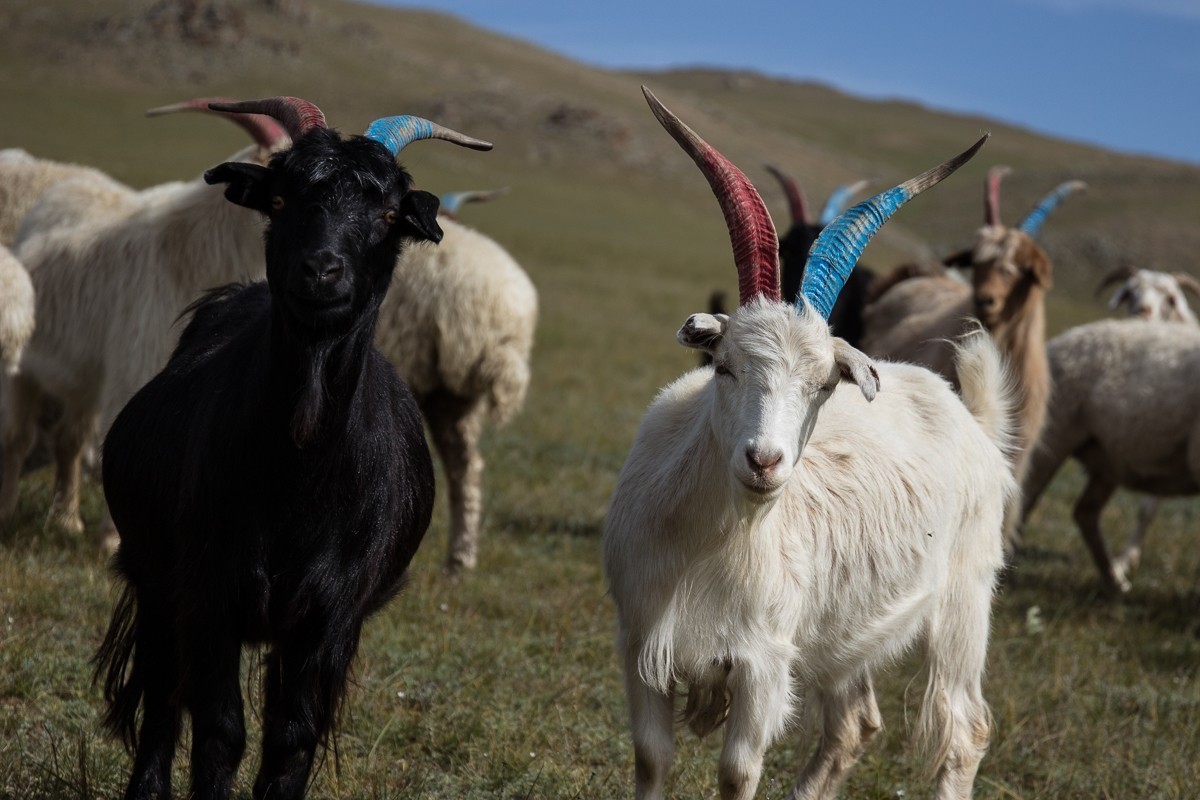 Trong khi đó, số lượng gia súc lại tăng lên. Hiện nay, mỗi gia đình du mục ở Mông Cổ thường có từ 200 đến 500 con gia súc.