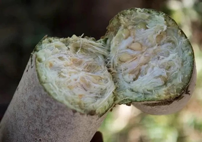 Họ sẽ tách hạt khỏi phần ruột quả rồi đem phơi khô. Khi cần dùng, hạt sẽ được rang lên để thưởng thức trực tiếp hoặc nghiền nhỏ để chế biến các món ăn.