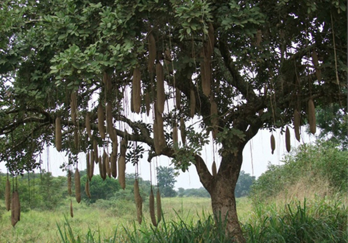 Do quả chứa độc tố nên người Châu Phi không ăn trực tiếp mà chỉ tận dụng phần hạt bên trong.