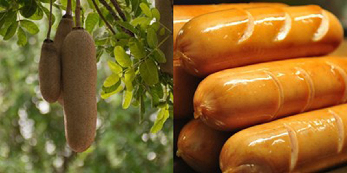 Nhiều hộ gia đình ở châu Phi nhờ vào quả cây xúc xích mà thoát khỏi cơn đói.