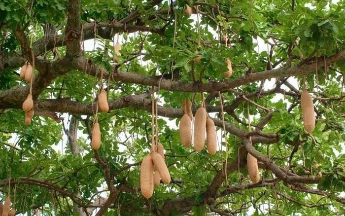 Tên gọi của cây được đặt theo hình dáng quả. Quả của chúng rất lớn, có thể dài tới 1m và nặng 10kg. Nhìn từ xa, chúng trông giống như những chiếc xúc xích khổng lồ treo lủng lẳng trên cây.