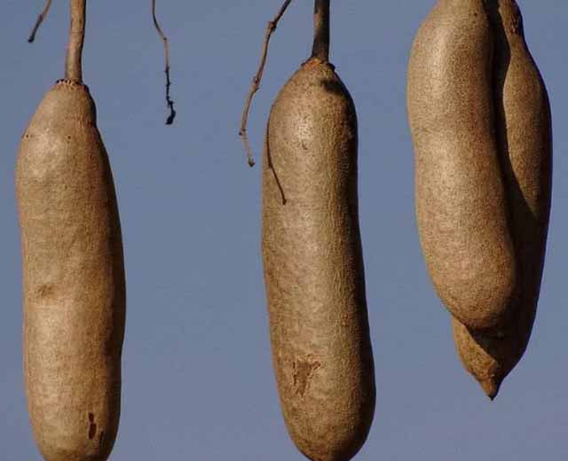 Quả của cây rất dài, có màu xanh tím. Thông thường, nó dài từ 30-60cm, uốn cong qua một bên, dù quả có chín hay không thì nó cũng đều có hương vị giống nhau, vị ngọt thanh tự nhiên rất ngon.