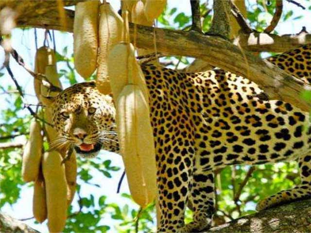 Cây xúc xích cao từ 6-12 mét, thường nở hoa vào buổi tối nhưng lại không có mùi thơm. Điều đáng nói là nó tỏa ra mùi hương giống như con chuột, do đó thu hút dơi vào ban đêm để giúp chúng thụ phấn.