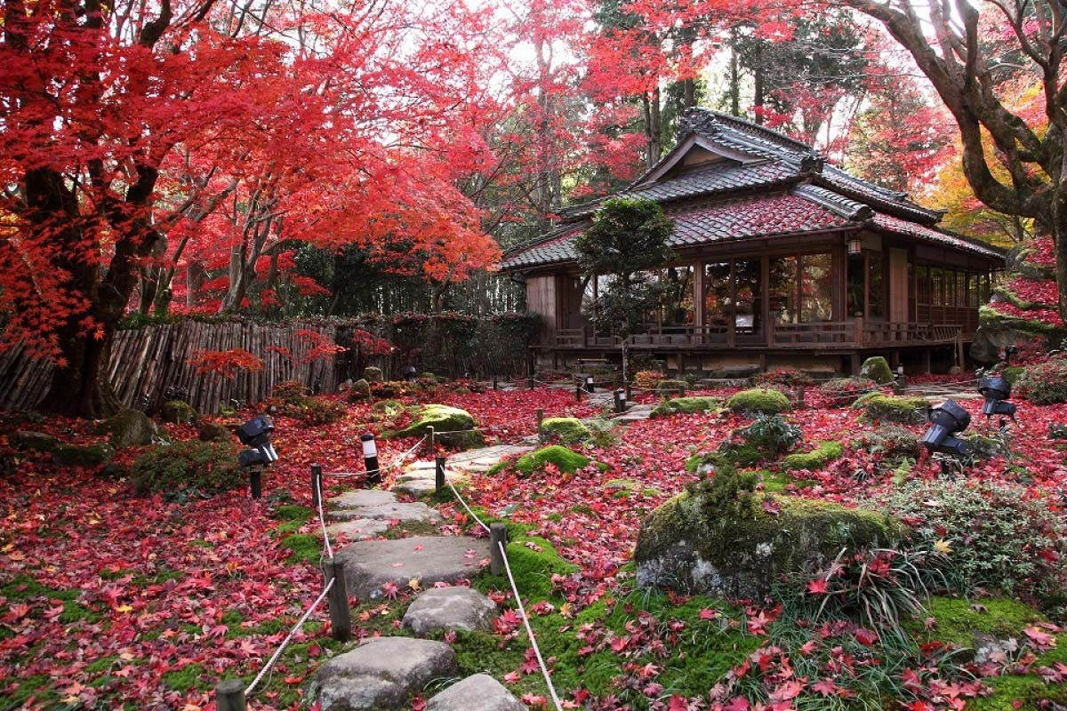 Thông thường, đền chỉ đón khách vào cuối tuần, nhưng từ đầu tháng 11 tới giữa tháng 12 sẽ mở cửa hàng ngày để du khách ngắm sắc thu.