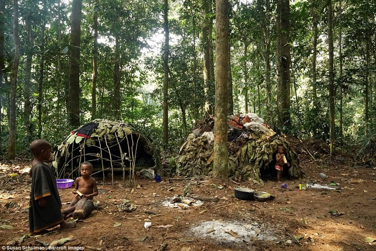 Thực phẩm của tộc người Baka giờ đây kiếm khó hơn rất nhiều, họ thường vào rừng và trở về tay không.