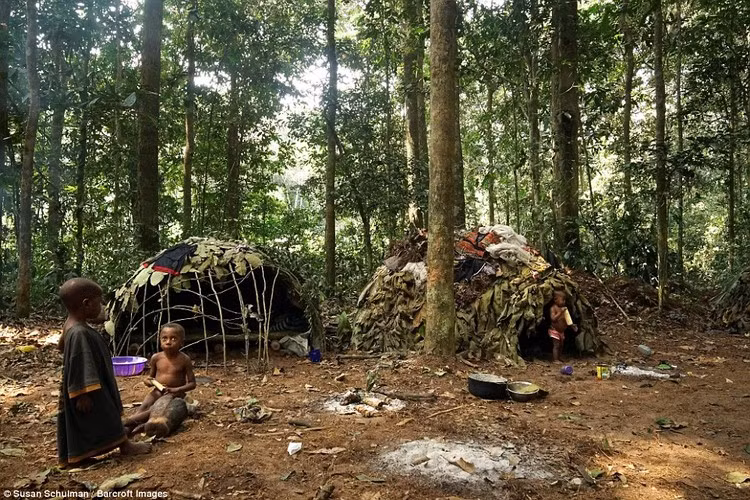 Thực phẩm của tộc người Baka giờ đây kiếm khó hơn rất nhiều, họ thường vào rừng và trở về tay không.