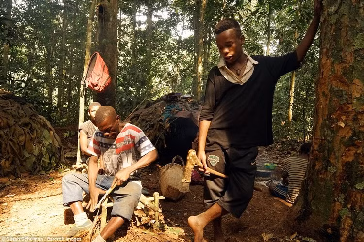 Cả đàn ông và phụ nữ đều đi săn mỗi ngày. Thức ăn chủ yếu của người Baka là linh dương sống trong rừng.