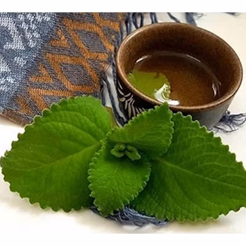 11 bài thuốc chữa bệnh từ cây húng chanh - Hình 2 11 bai thuoc chua benh tu cay hung chanh-Hinh-2