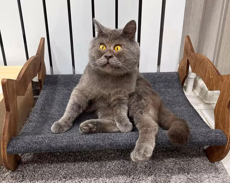 Meo cung bong noi tieng mang xa hoi vi bieu cam bat thuong