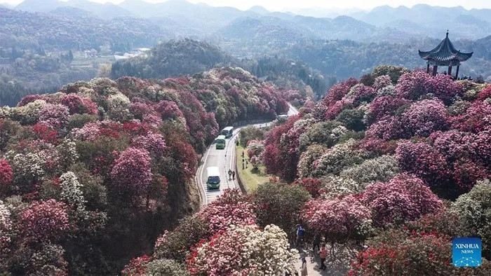 Baili còn được mệnh danh là một trong những thủ phủ hoa đỗ quyên của quốc gia tỷ dân bởi diện tích trồng lớn với nhiều cây đỗ quyên cổ thụ, lâu đời.