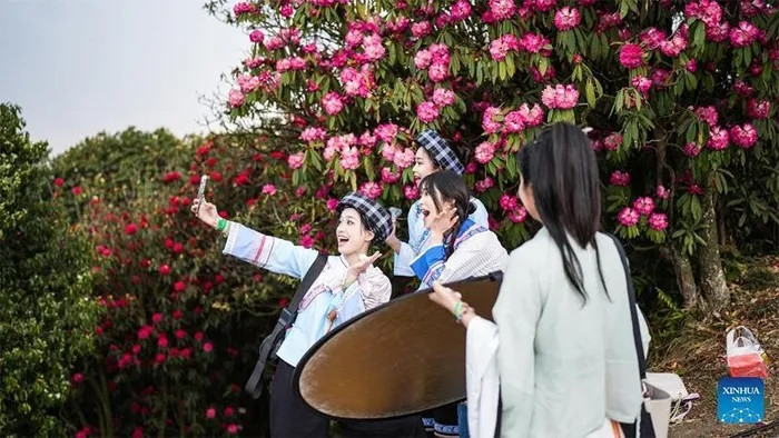 Khu bảo tồn thiên nhiên Baili hiện có 42 loại hoa đỗ quyên khác nhau, trong đó có nhiều loại quý hiếm. Khung cảnh tuyệt đẹp khiến du khách thích thú chụp ảnh.