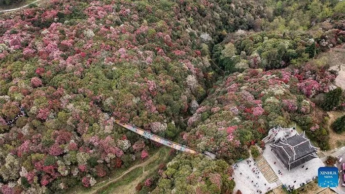 Khu bảo tồn thiên nhiên Baili ở quận Bijie, phía Tây Bắc tỉnh Quý Châu, Trung Quốc, nổi tiếng với những đồi hoa đỗ quyên tự nhiên trải dài hàng trăm km2.