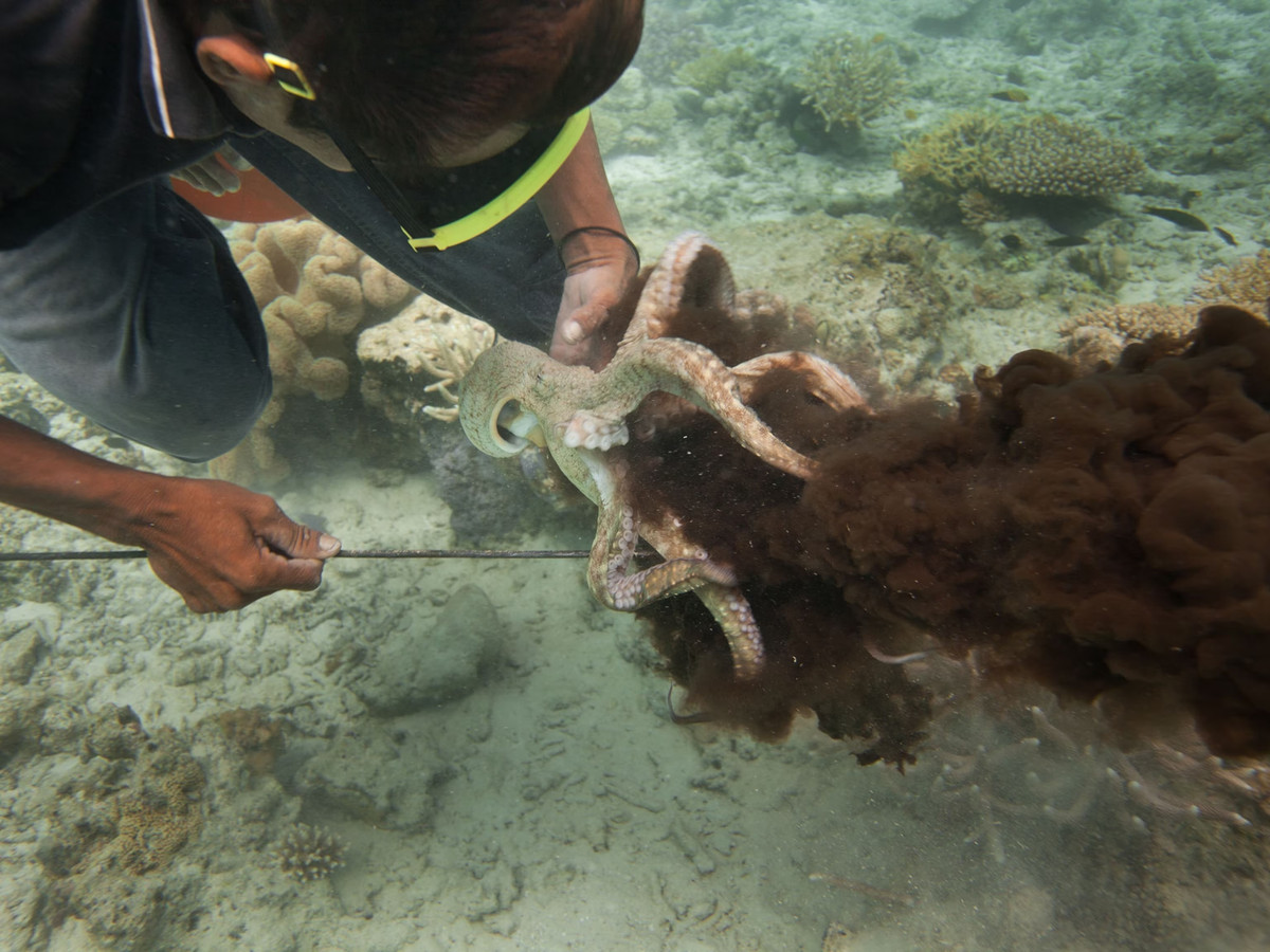 Do đó, họ thường được gọi là "những thợ lặn tự do tài hoa", sở hữu năng lực dưới nước vô cùng vượt trội. Ảnh: National Geographic.