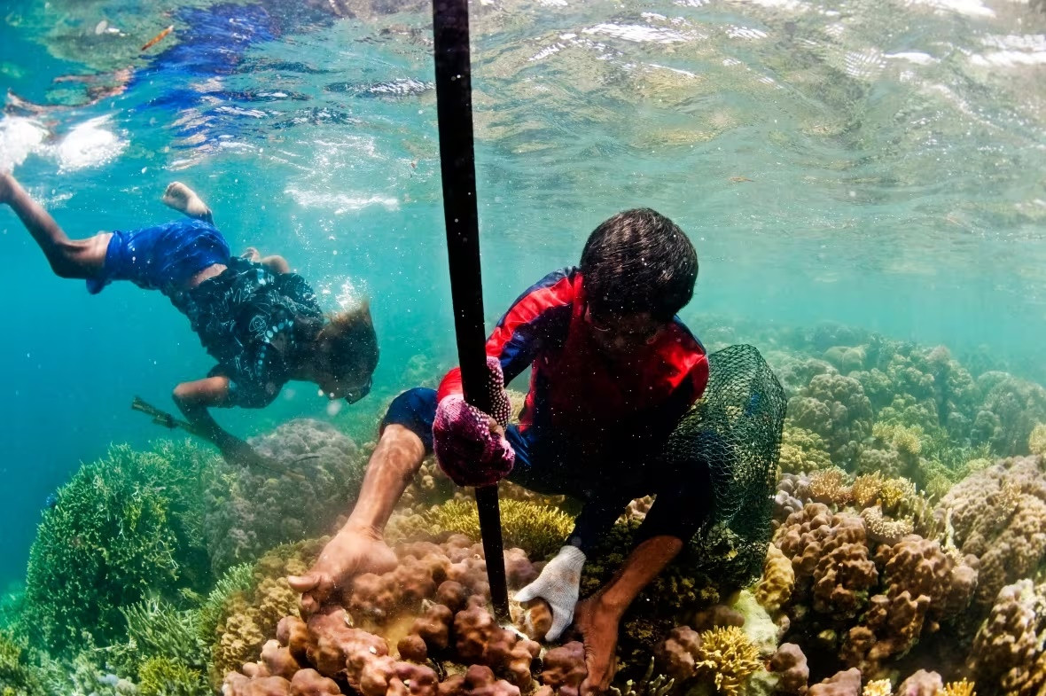 Tuy nhiên, việc chọc thủng màng nhĩ cũng đi kèm rủi ro, người Bajau hầu hết đều nặng tai, thậm chí là điếc. Bù lại mắt của họ tinh gấp 2 người thường, có thể quan sát rõ ràng mọi thứ dưới nước. Ảnh: National Geographic.