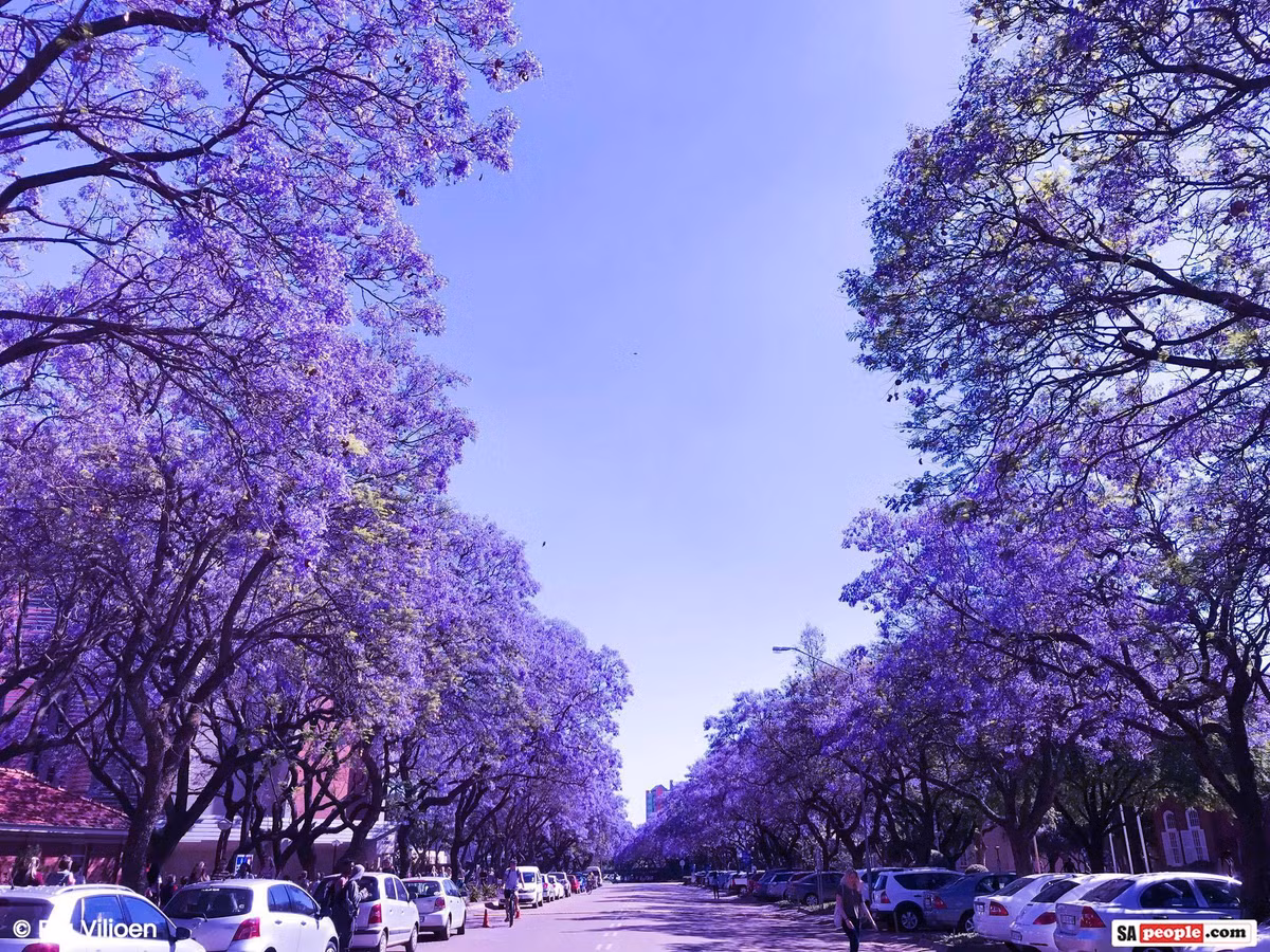 Rất nhiều người dân địa phương và du khách mong chờ đến thời điểm hoa phượng tím nở hàng năm để có thể chiêm ngưỡng sắc tím ngập tràn trong các thành phố. Ảnh: SApeople.