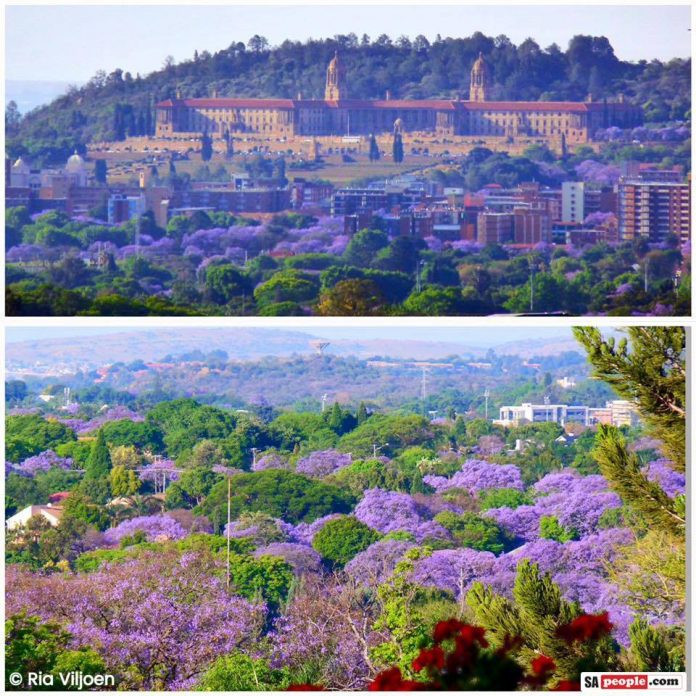 Theo quy định, chính quyền Pretoria được phép giữ lại tất cả số lượng cây phượng tím trong thành phố song những cây đã bị chết sẽ được thay thế bằng một cây mới khác loài. Ảnh: SApeople.