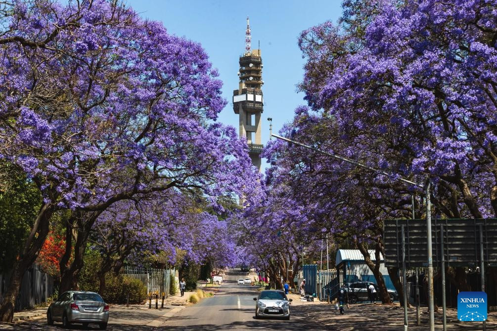 Trên thực tế, Jacaranda có nguồn gốc từ Nam Mỹ và được đưa đến trồng ở tỉnh Gauteng của Nam Phi, nơi có thủ đô hành chính Pretoria và thành phố kinh tế Johannesburg, vào những năm 1800. Ảnh: Xinhua.