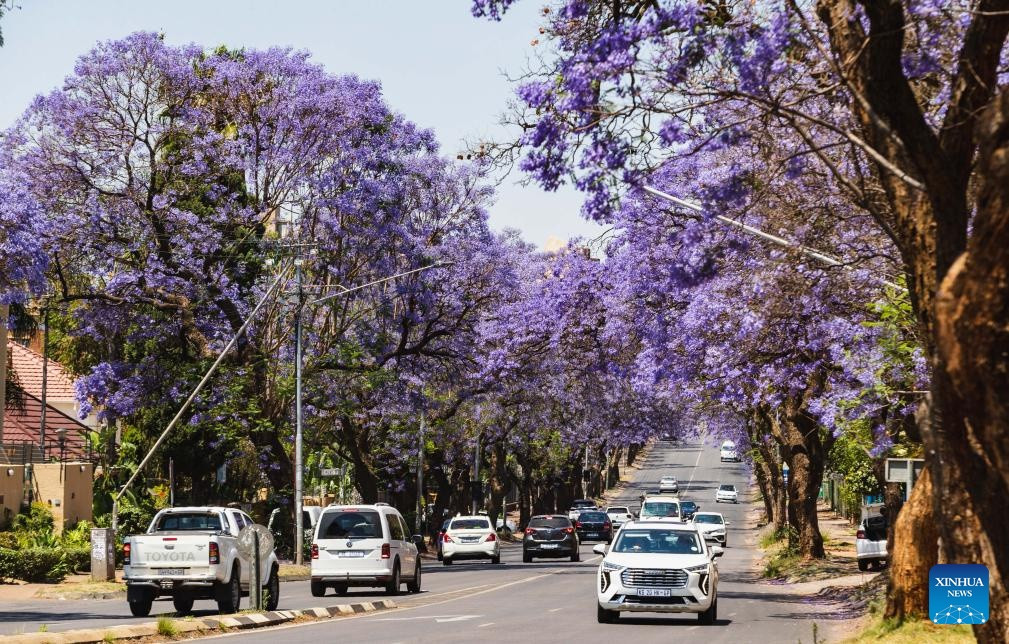 Sắc hoa phượng tím trên phố tạo nên một khung cảnh lãng mạn trong thời tiết mát dịu của mùa xuân. Hoa Jacaranda không chỉ có sắc màu quyến rũ mà còn có hương thơm ngào ngạt. Ảnh: Xinhua.