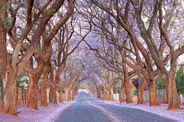 Những cánh hoa phượng tím rơi trải thảm trên các vỉa hè, bãi cỏ, tạo nên một khung cảnh lãng mạn trong thời tiết mát dịu của mùa xuân. Ảnh: SApeople.