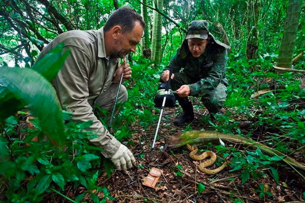 Rung minh hon dao nguy hiem toan ran doc, khong ai dam toi-Hinh-4