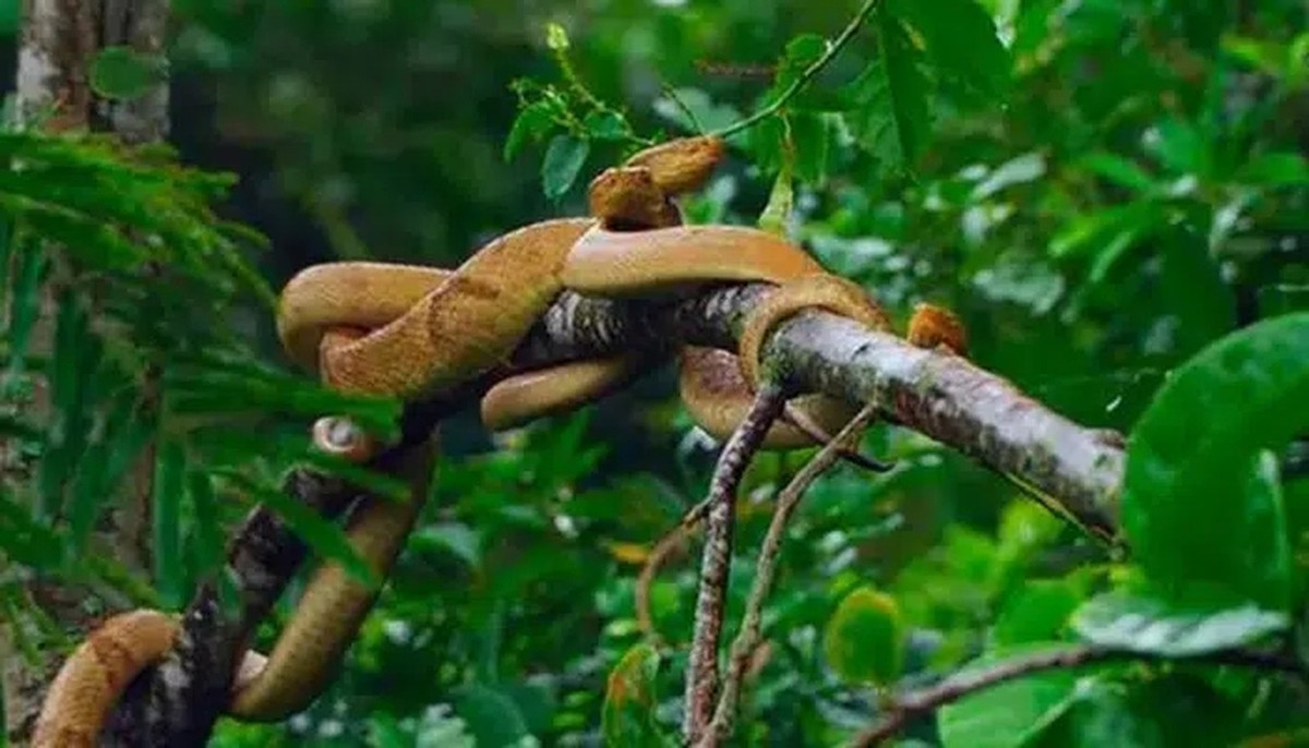 Theo các chuyên gia cho rằng việc hiện diện của loài rắn hổ lục đầu vàng kịch độc trên đảo là kết quả của mực nước biển dâng cao. Khoảng 10.000 năm trước, Đảo Rắn từng là một phần đất liền của Brazil nhưng khi nước biển dâng cao, nó đã tách ra và biến thành hòn đảo như ngày nay.