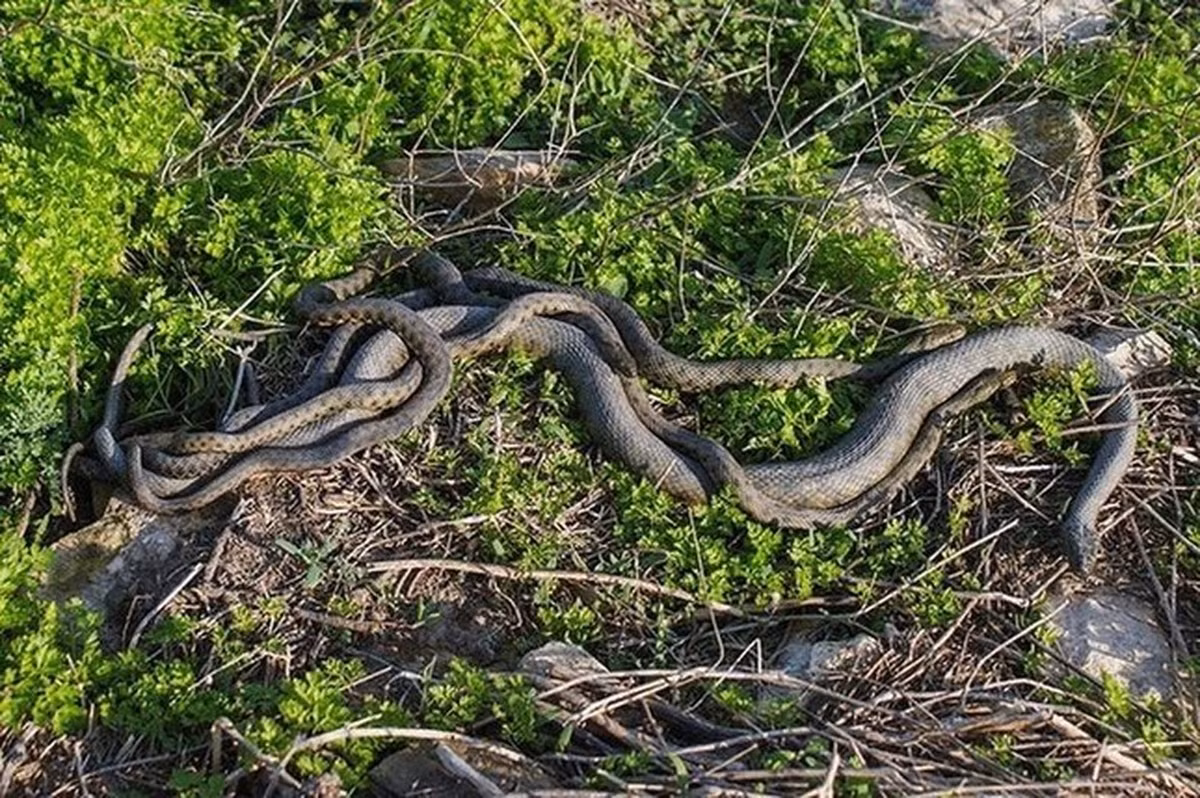 Rung minh hon dao nguy hiem toan ran doc, khong ai dam toi-Hinh-3