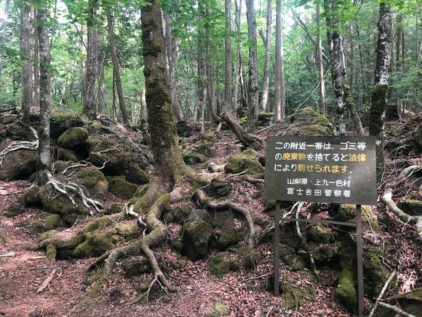 Khu rừng rậm Aokigahara nằm gần núi Phú Sĩ là nơi có khung cảnh hoang sơ tuyệt đẹp. Tuy nhiên, Aokigahara cũng được gọi là “ khu rừng tự sát”, vì rất nhiều thi thể người được tìm thấy ở đây mỗi năm. (Ảnh: Getty)