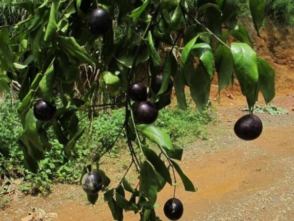 Trước đó, nhiều vụ trẻ ngộ độc do ăn quả hồng châu đã xảy ra. Chi cục An toàn Vệ sinh Thực phẩm tỉnh Hà Giang cho biết, vào ngày 7/8/2021, hai bé 11 tuổi và 9 tuổi ở thôn Lù Cao Ván, xã Sủng Cháng, huyện Yên Minh, tỉnh Hà Giang, đã tử vong sau khi ăn quả hồng châu. Ảnh: Phunuvietnam.