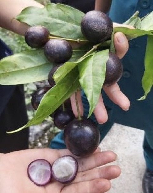 Tuy nhiên, lúc vào Trạm y tế, cháu M. không đo được mạch, nhiệt độ, huyết áp, tim ngừng đập, ngừng hô hấp, đồng tử giãn, được xác định đã tử vong.