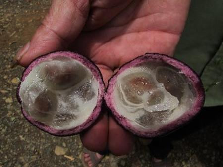 Được biết, trong khoảng thời gian từ ngày 25/7 đến 7/8/2021, 4 vụ ngộ độc do ăn quả hồng châu liên tiếp xảy ra tại Hà Giang, trong đó, huyện Mèo Vạc ghi nhận 2 vụ, huyện Đồng Văn một vụ và huyện Yên Minh một vụ, với 13 trường hợp ngộ độc (3 đã người tử vong). Ảnh: VFA.