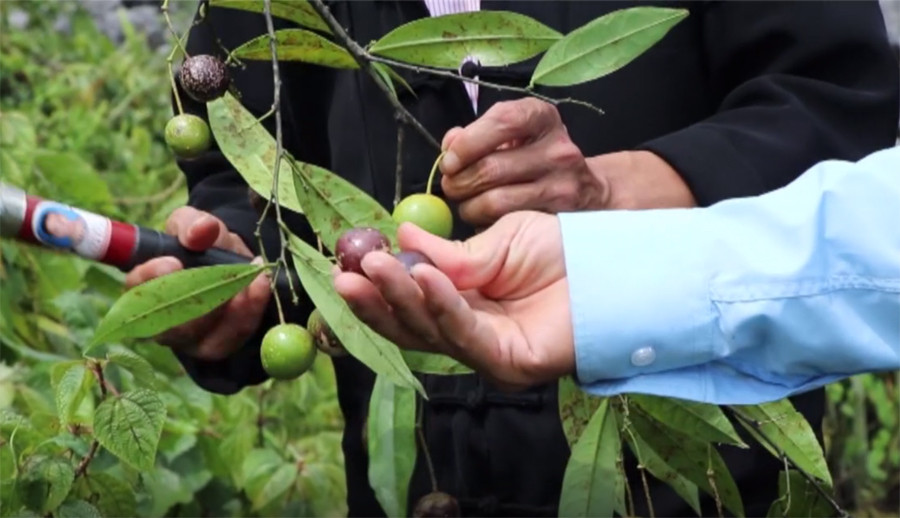 Theo thông tin từ Trung tâm Y tế huyện Đồng Văn, tỉnh Hà Giang, vào khoảng 14 giờ ngày 2/8/2021, 2 cháu Ly Thị Ch. 11 tuổi và Ly Thị M. 6 tuổi cùng trú tại thôn Khúa Lủng, xã Tả Phìn, huyện Đồng Văn, rủ nhau ra nương ngô gần nhà hái quả hồng châu để ăn. Ảnh: Baohagiang.