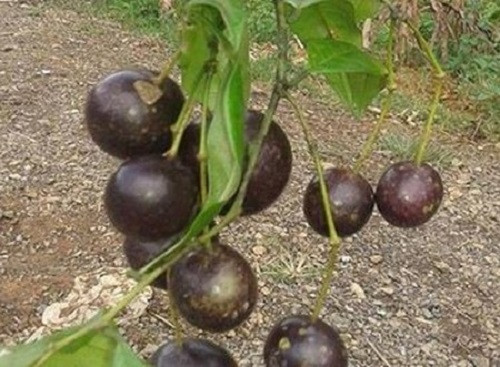 Độc tố của quả hồng châu là alcaloid, chứa chính trong nhân hạt (chưa thấy trong cùi) của quả. Độc tính của chúng tác động chủ yếu lên tế bào cơ tim và gây phù phổi cấp. Ảnh: ANTĐ.