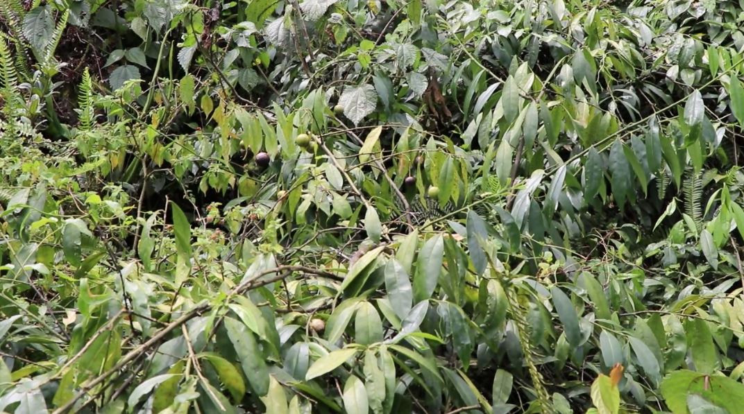 Để chủ động phòng chống ngộ độc quả rừng, Chi cục An toàn vệ sinh thực phẩm tỉnh Hà Giang đã khuyến cáo bà con các dân tộc thiểu số, học sinh tuyệt đối không ăn quả hồng châu và các loài quả dại khác, kể cả chỉ ăn thử một lần, để phòng ngừa ngộ độc dẫn đến tử vong đáng tiếc xảy ra. Ảnh: Hagiangtv.