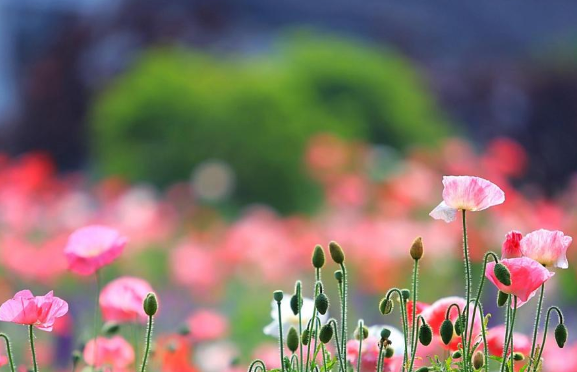 Thang 10, 3 con giap duoc Than Tai uu ai, tien tai vo so-Hinh-2