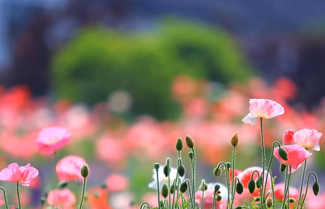 Thang 10, 3 con giap duoc Than Tai uu ai, tien tai vo so-Hinh-2