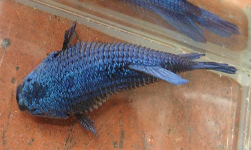 4. Cá bụng phình to: Ra chợ mua cá, nếu bạn thấy cá không còn cử động nhưng phần bụng bị phình lên rất to thì có thể đã chết từ lâu, nội tạng bên trong hư hỏng nên tạo thành khí, khiến bụng cá phình lên. Loại cá này thịt bở, mùi tanh nồng, nhiều vi khuẩn vì thế mua về ăn khả năng gây hại cho cơ thể và hệ tiêu hóa là rất cao.