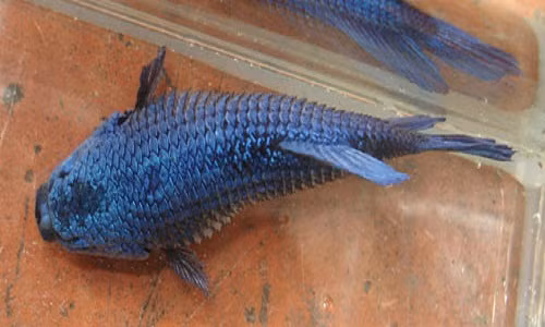 4. Cá bụng phình to: Ra chợ mua cá, nếu bạn thấy cá không còn cử động nhưng phần bụng bị phình lên rất to thì có thể đã chết từ lâu, nội tạng bên trong hư hỏng nên tạo thành khí, khiến bụng cá phình lên. Loại cá này thịt bở, mùi tanh nồng, nhiều vi khuẩn vì thế mua về ăn khả năng gây hại cho cơ thể và hệ tiêu hóa là rất cao.