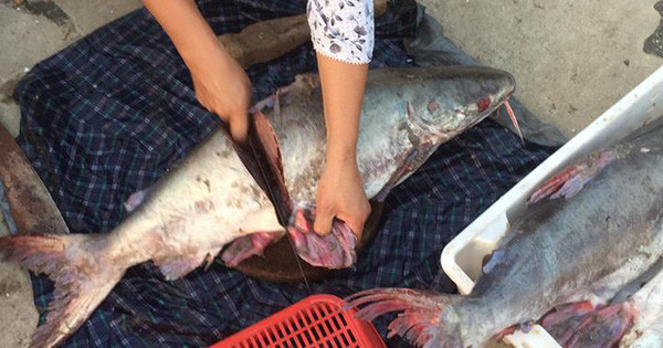 - Mùi dầu hỏa: Nếu cá có mùi dầu hỏa thì rất có thể loại cá này sinh trưởng trong môi trường nước thải công nghiệp, có chứa nhiều kim loại nặng, dẫn đến việc cơ thể chúng chứa một lượng độc tố lớn.