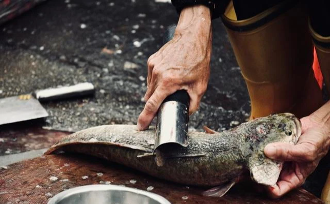 - Mùi thuốc khử trùng: Nhằm giữ cho cá được tươi lâu, nhiều người bán đã sử dụng formaldehyde để ngâm cá, chất này có tác dụng khử trùng và làm tăng màu sắc, nhưng chúng lại có mùi khử trùng rất dễ nhận biết.