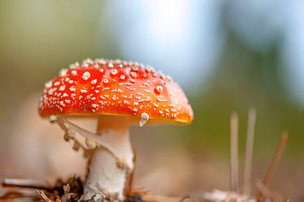 Thông tin về vụ người đàn ông tử vong sau khi ăn nấm ma thuật hồi tháng 7/2020 được trang Mirror đăng tải gần đây. Ảnh: Getty. 